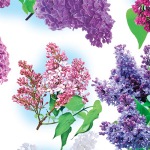 Lilac Print Tissue Paper